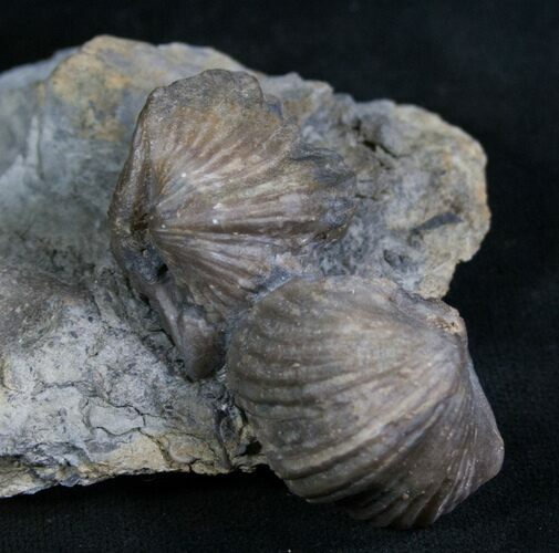 Platystrophia Brachiopod Fossils From Kentucky #6639